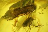Fossil Caddisfly (Trichoptera) & Beetle (Coleoptera) In Baltic Amber #197747-2